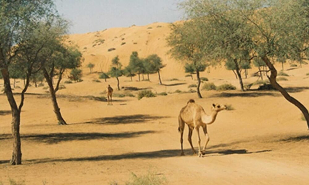 Ghaf Tree Genome Sequenced to Green Abu Dhabi’s Desert