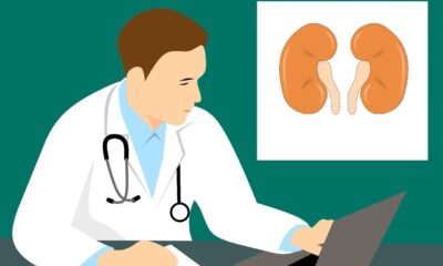 kidney 3667909 1280 jpeg