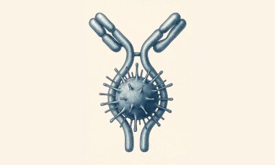 Scientific illustration showing a large human antibody (IgM) attaching to and stabilizing a spiky bacterial toxin protein, visually representing how IgM acts as a physical brace against bacterial toxins to protect human cells