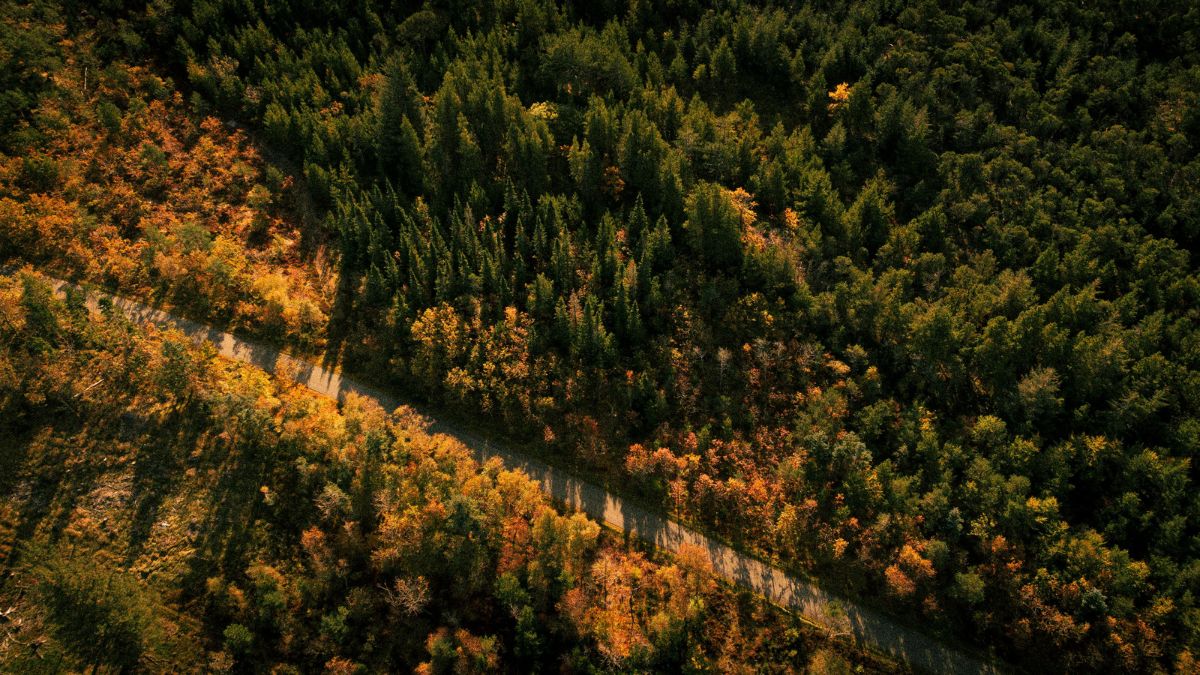 Excessive Reliance on Carbon Removal Could Breach Legal Guardrails, Warn Oxford Experts