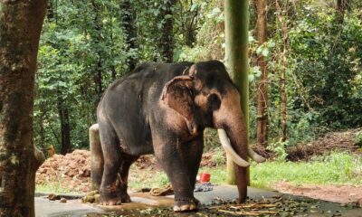 Hidden Epidemic: Tuberculosis Spreads Among Kerala’s Captive Elephants