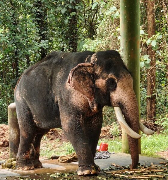 Hidden Epidemic: Tuberculosis Spreads Among Kerala’s Captive Elephants