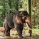 Hidden Epidemic: Tuberculosis Spreads Among Kerala’s Captive Elephants