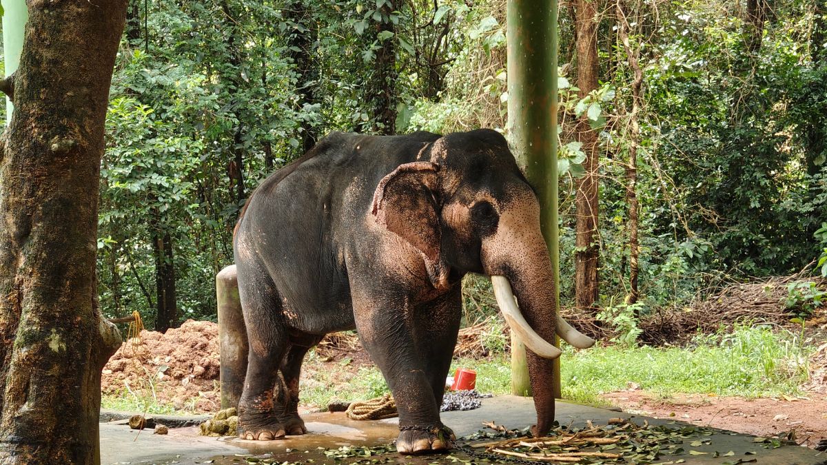 Hidden Epidemic: Tuberculosis Spreads Among Kerala’s Captive Elephants