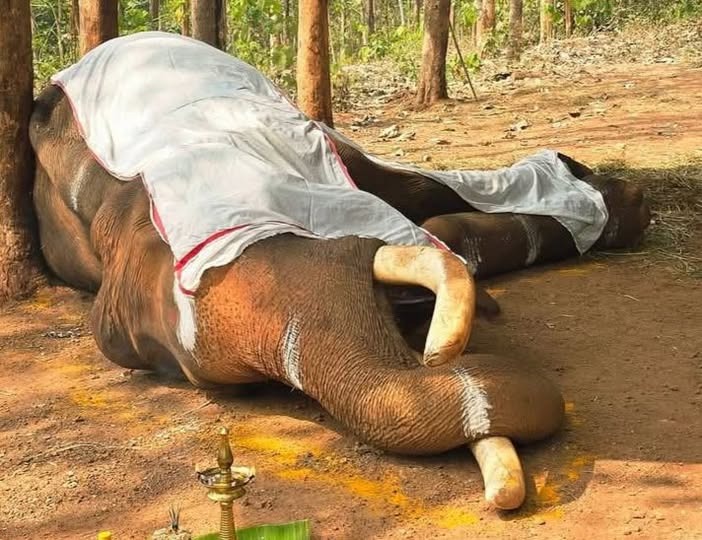 One of several captive elephants in Kerala that died due to illness in recent years, underscoring concerns over veterinary oversight and preventive health systems. 