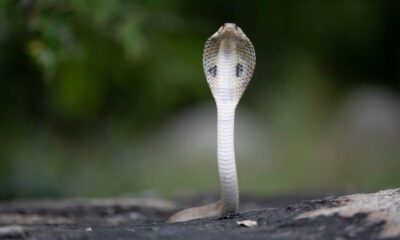 Rising heat is driving snakes into human spaces. Kerala’s deaths highlight how climate change is reshaping snakebite risk across India.