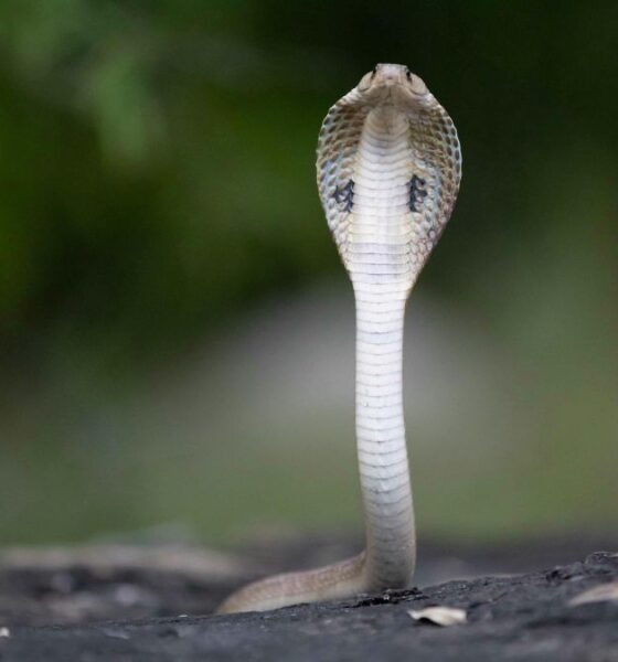 Rising heat is driving snakes into human spaces. Kerala’s deaths highlight how climate change is reshaping snakebite risk across India.