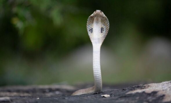 Rising heat is driving snakes into human spaces. Kerala’s deaths highlight how climate change is reshaping snakebite risk across India.