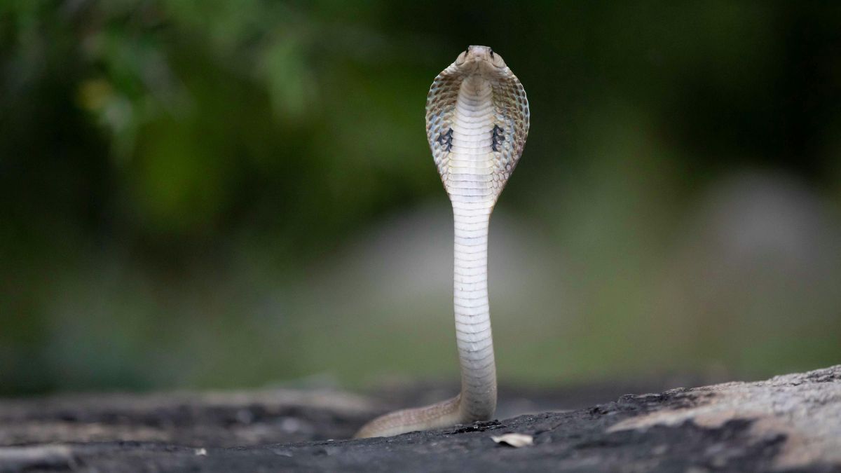 Rising heat is driving snakes into human spaces. Kerala’s deaths highlight how climate change is reshaping snakebite risk across India.