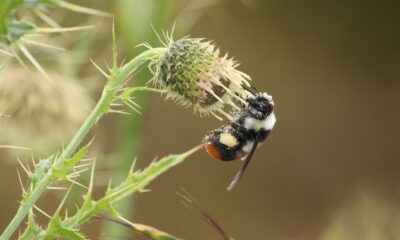 Pollinator Decline Threatens Nutrition, Farm Incomes: Study
