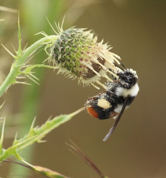 Pollinator Decline Threatens Nutrition, Farm Incomes: Study