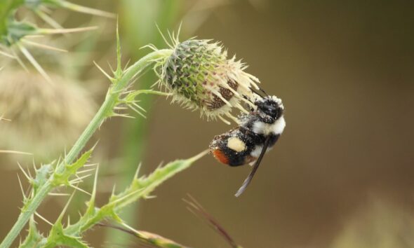 Pollinator Decline Threatens Nutrition, Farm Incomes: Study