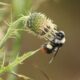 Pollinator Decline Threatens Nutrition, Farm Incomes: Study