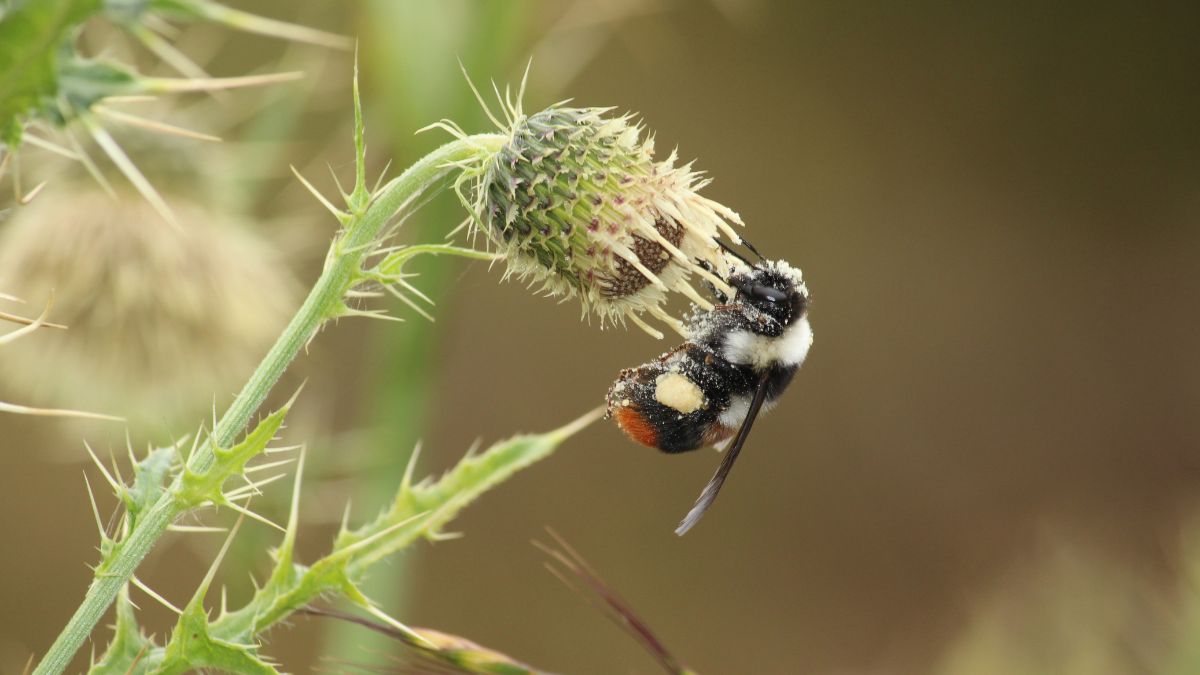 Pollinator Decline Threatens Nutrition, Farm Incomes: Study