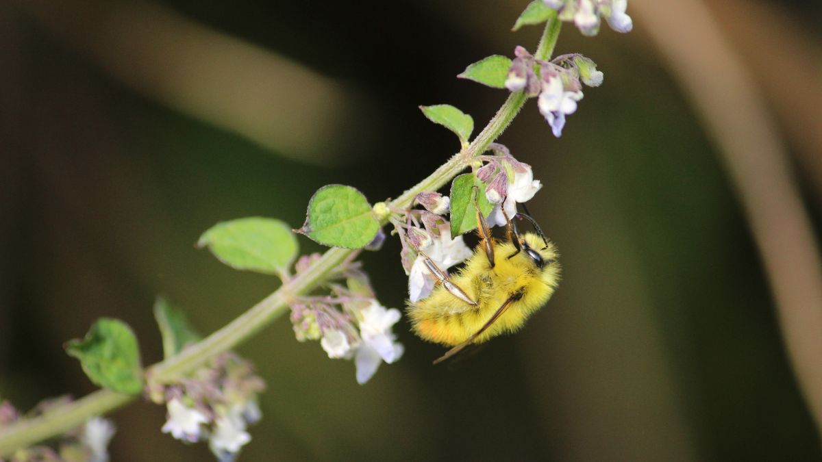 Bee on a flowering crop showing the impact of pollinator decline on food production and nutrition