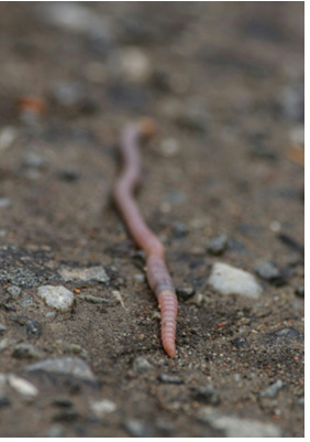 The Silent Collapse Beneath Our Feet: India’s Earthworm Crisis 42 j2 1