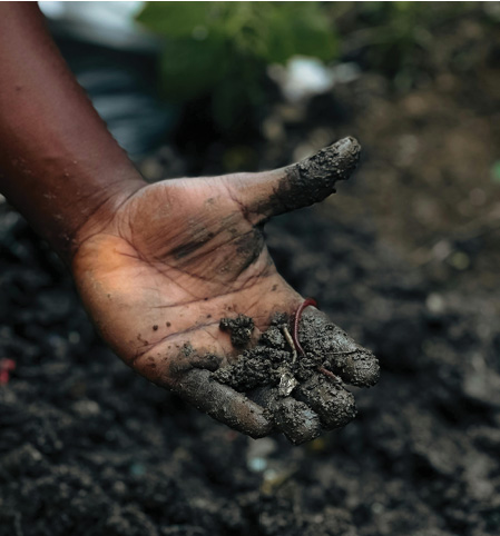 The Silent Collapse Beneath Our Feet: India’s Earthworm Crisis 47 j6 1