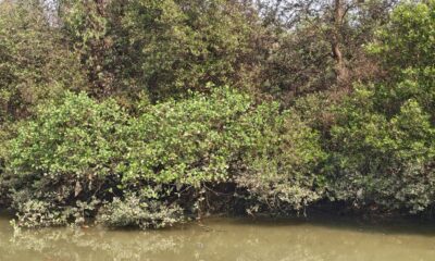 Mumbai Mangroves: The Trees That Stand Between the City and the Sea