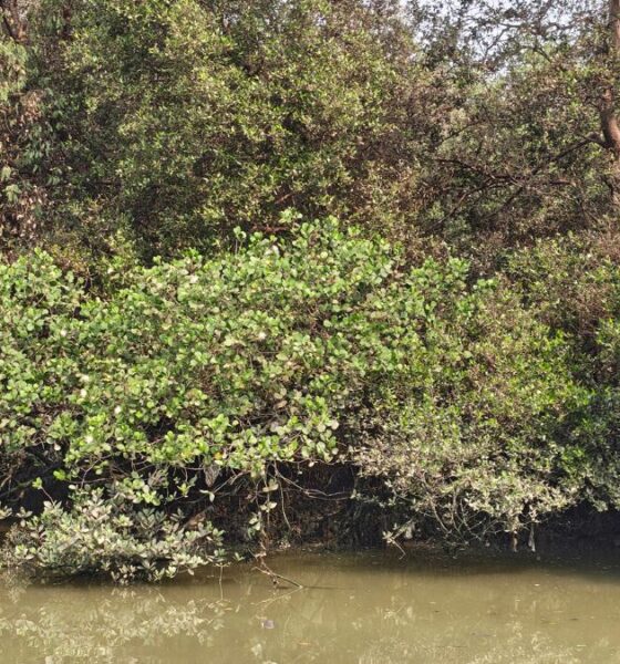 Mumbai Mangroves: The Trees That Stand Between the City and the Sea