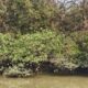 Mumbai Mangroves: The Trees That Stand Between the City and the Sea