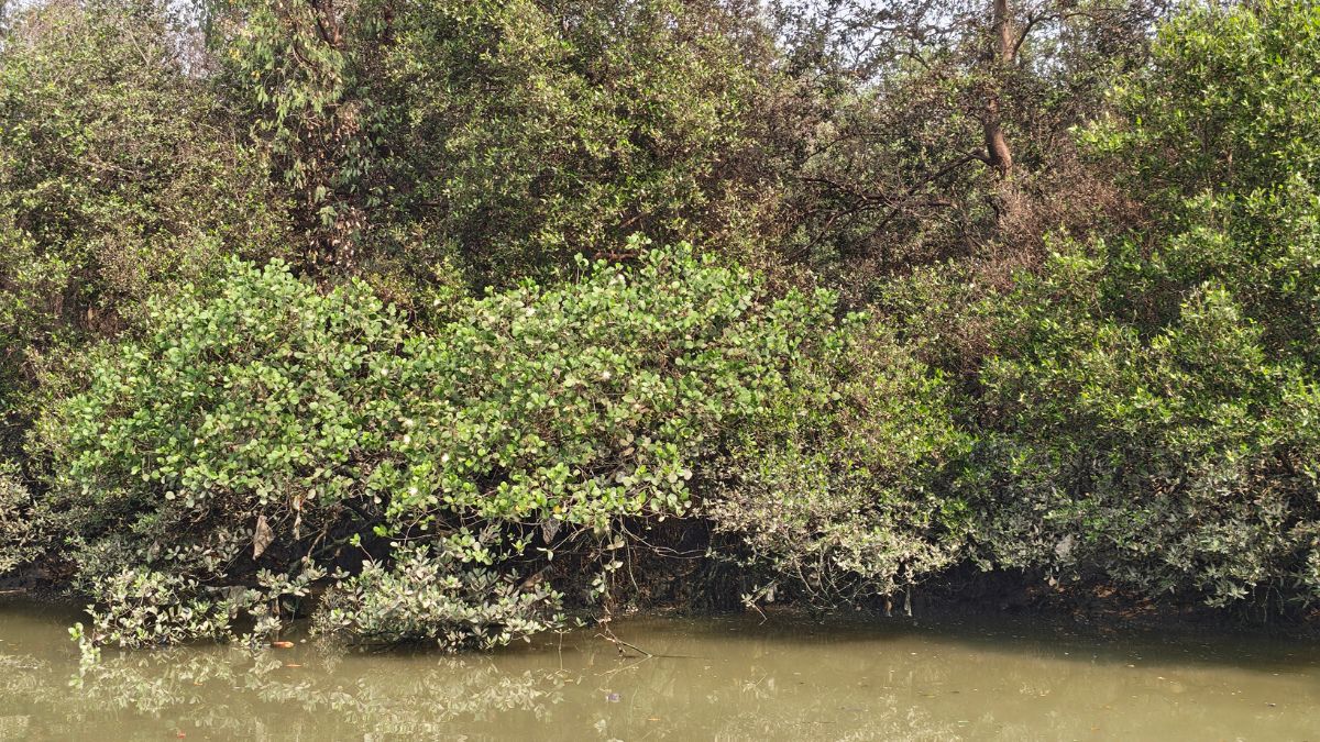 Mumbai Mangroves: The Trees That Stand Between the City and the Sea