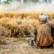 Farmer sitting in a harvested wheat field during hot weather, highlighting the economic impact of extreme heat on agricultural workers in India.