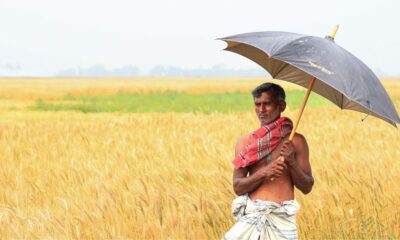 A farmer managing heat health risks under a black umbrella in a sunny field in South India.