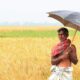 A farmer managing heat health risks under a black umbrella in a sunny field in South India.
