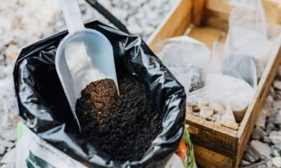 Alt text: Nitrogen fertiliser in a scoop over soil and organic compost
