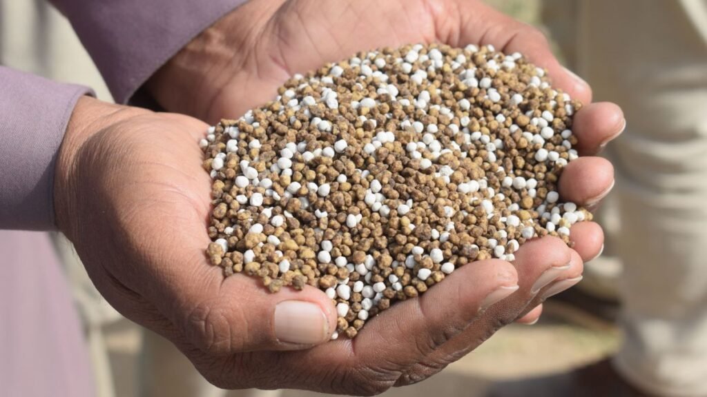 What Nitrogen-Fixing Microbes Could Teach Us About Cleaner Fertiliser 42 Hands holding nitrogen fertiliser granules for agricultural use