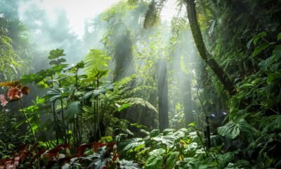 Tropical forest threatened by deforestation and biodiversity loss
