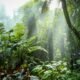 Tropical forest threatened by deforestation and biodiversity loss