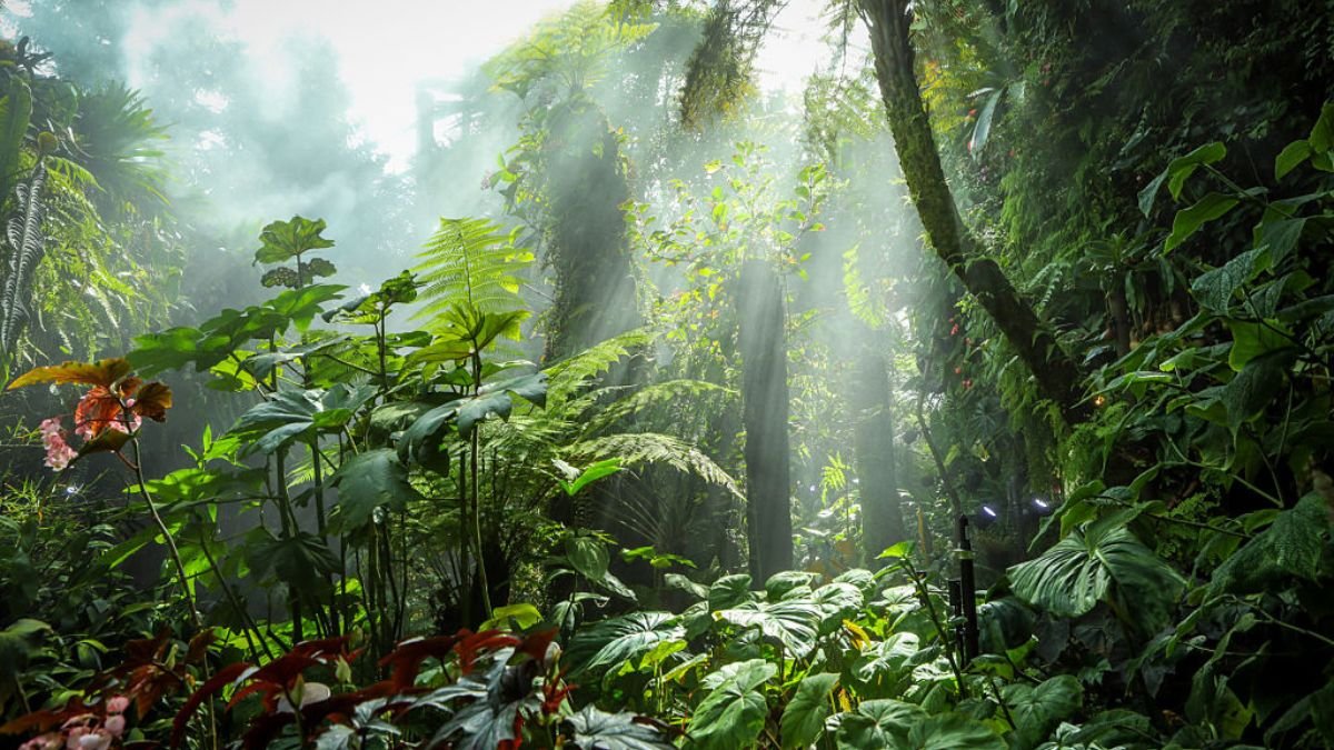 Tropical forest threatened by deforestation and biodiversity loss