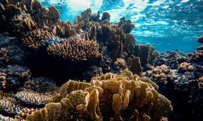 Why Human-Caused Warming Is Driving Coral Bleaching