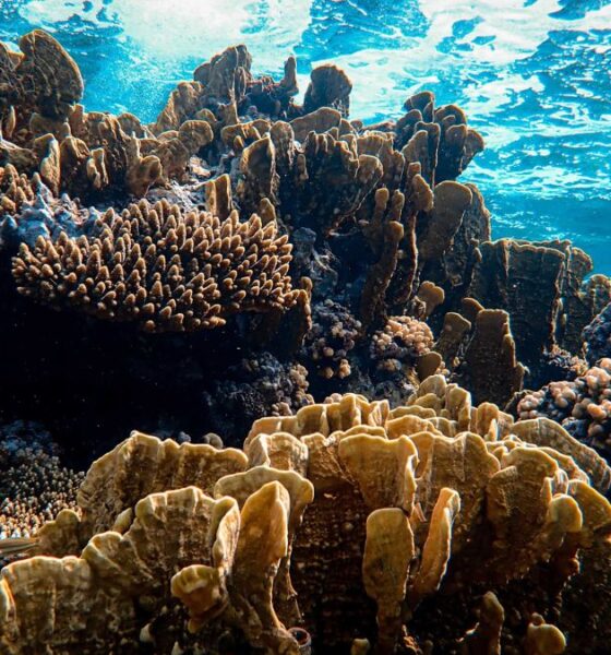 Why Human-Caused Warming Is Driving Coral Bleaching