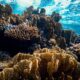 Why Human-Caused Warming Is Driving Coral Bleaching
