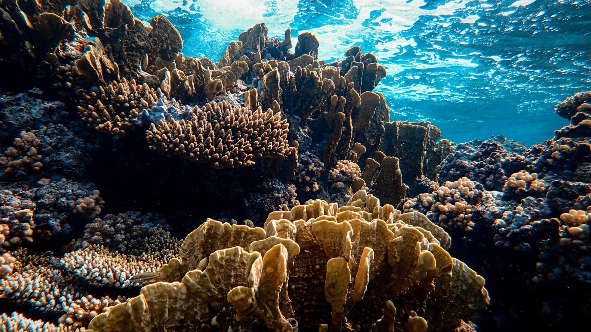 Why Human-Caused Warming Is Driving Coral Bleaching