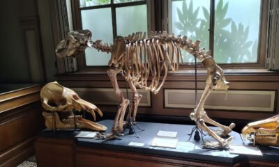 Prehistoric skeleton exhibit at Teylers Museum