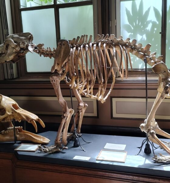 Prehistoric skeleton exhibit at Teylers Museum