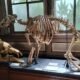 Prehistoric skeleton exhibit at Teylers Museum