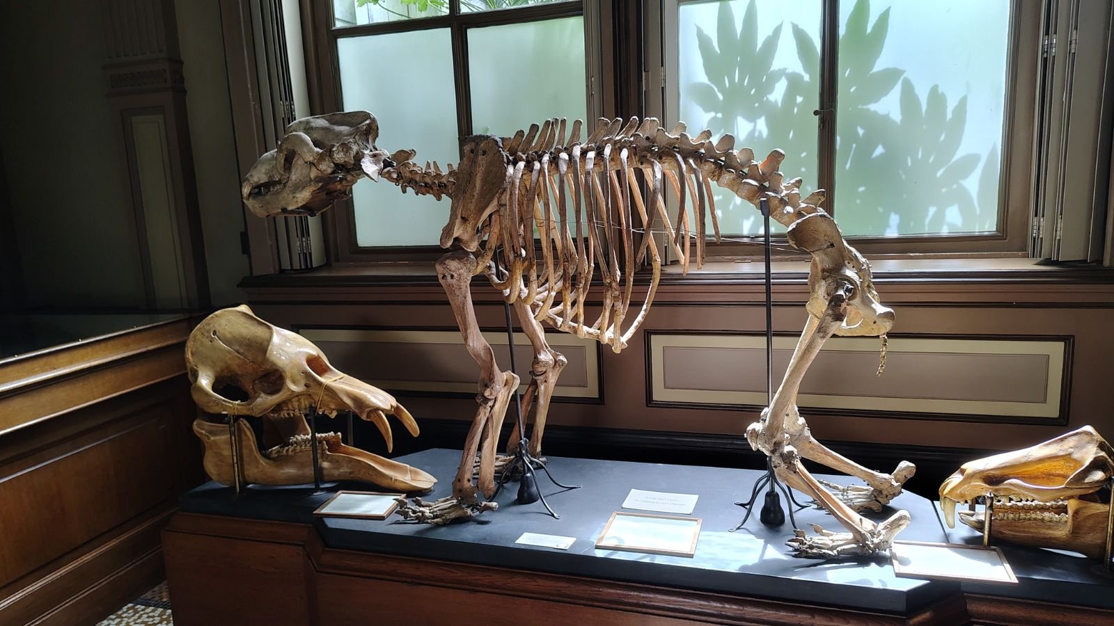 Prehistoric skeleton exhibit at Teylers Museum