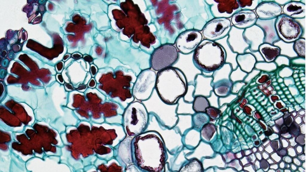 AI Finds the Hidden Cells That May Help Cancer Return 42 Cancer stem cells