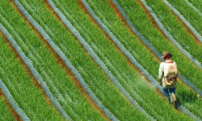 Farmer applying fertilizer to crops in a cultivated field.