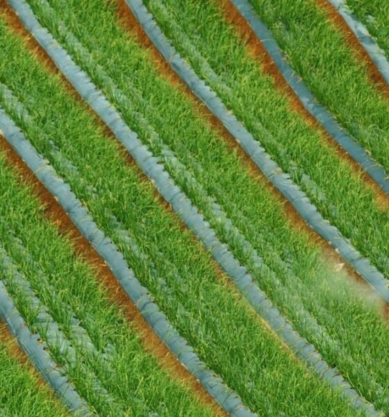 Farmer applying fertilizer to crops in a cultivated field.