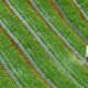 Farmer applying fertilizer to crops in a cultivated field.