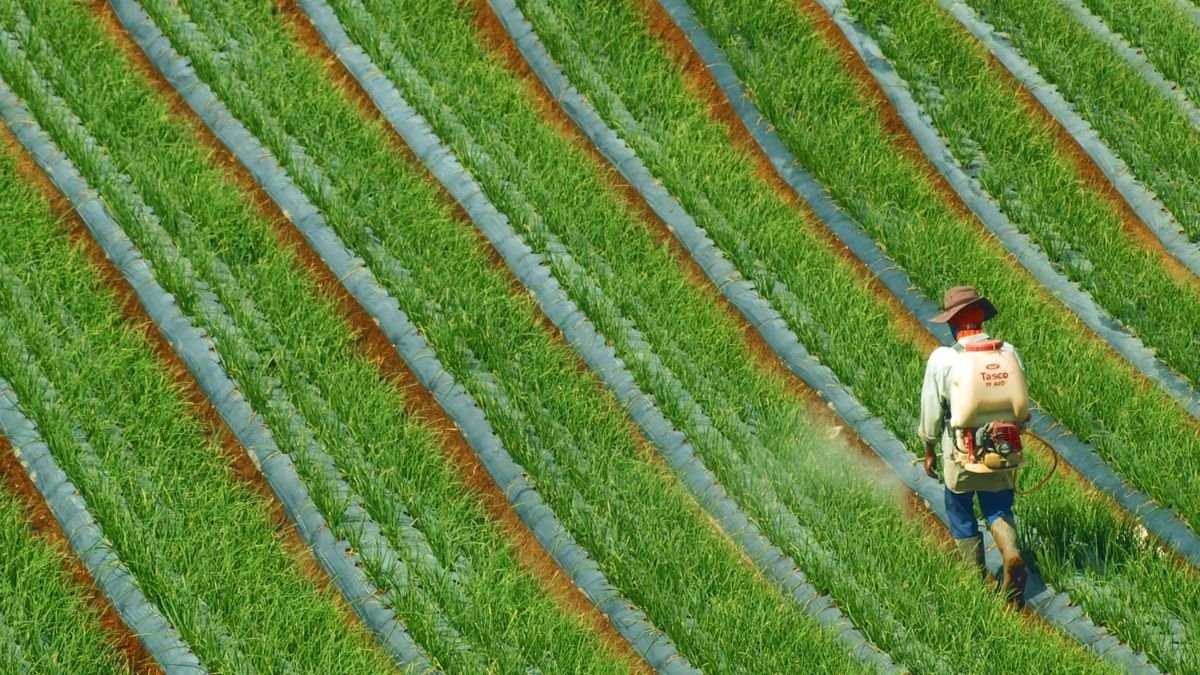 Farmer applying fertilizer to crops in a cultivated field.