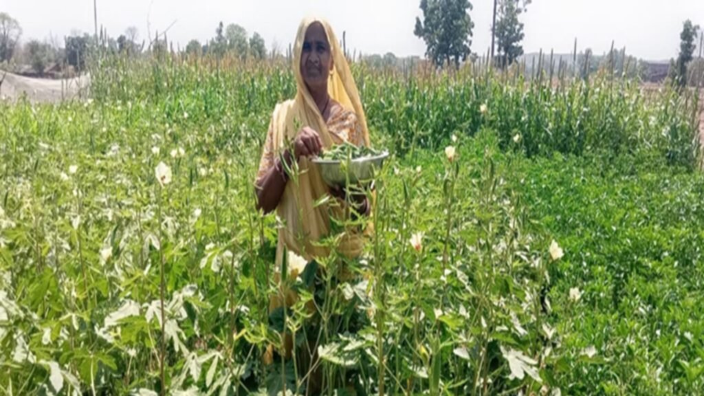 From Soil to Profit: How Organic Turmeric Changed the Fortunes of a Tribal Farming Family 43 organic turmeric farming success story from rajasthan