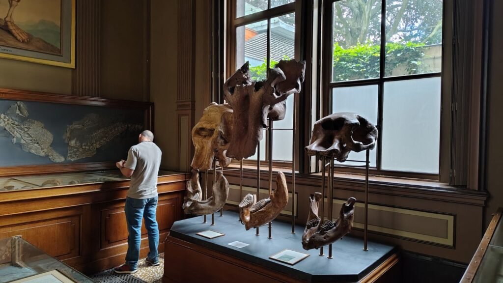 Prehistoric skulls and fossil specimens on display at Teylers Museum