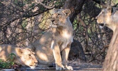 Three Asiatic lions resting together under trees in a dry forest landscape