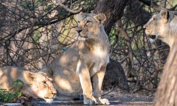 Three Asiatic lions resting together under trees in a dry forest landscape